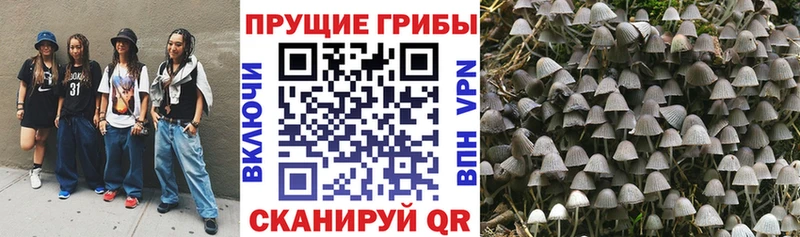 Галлюциногенные грибы Psilocybine cubensis  Кириллов 